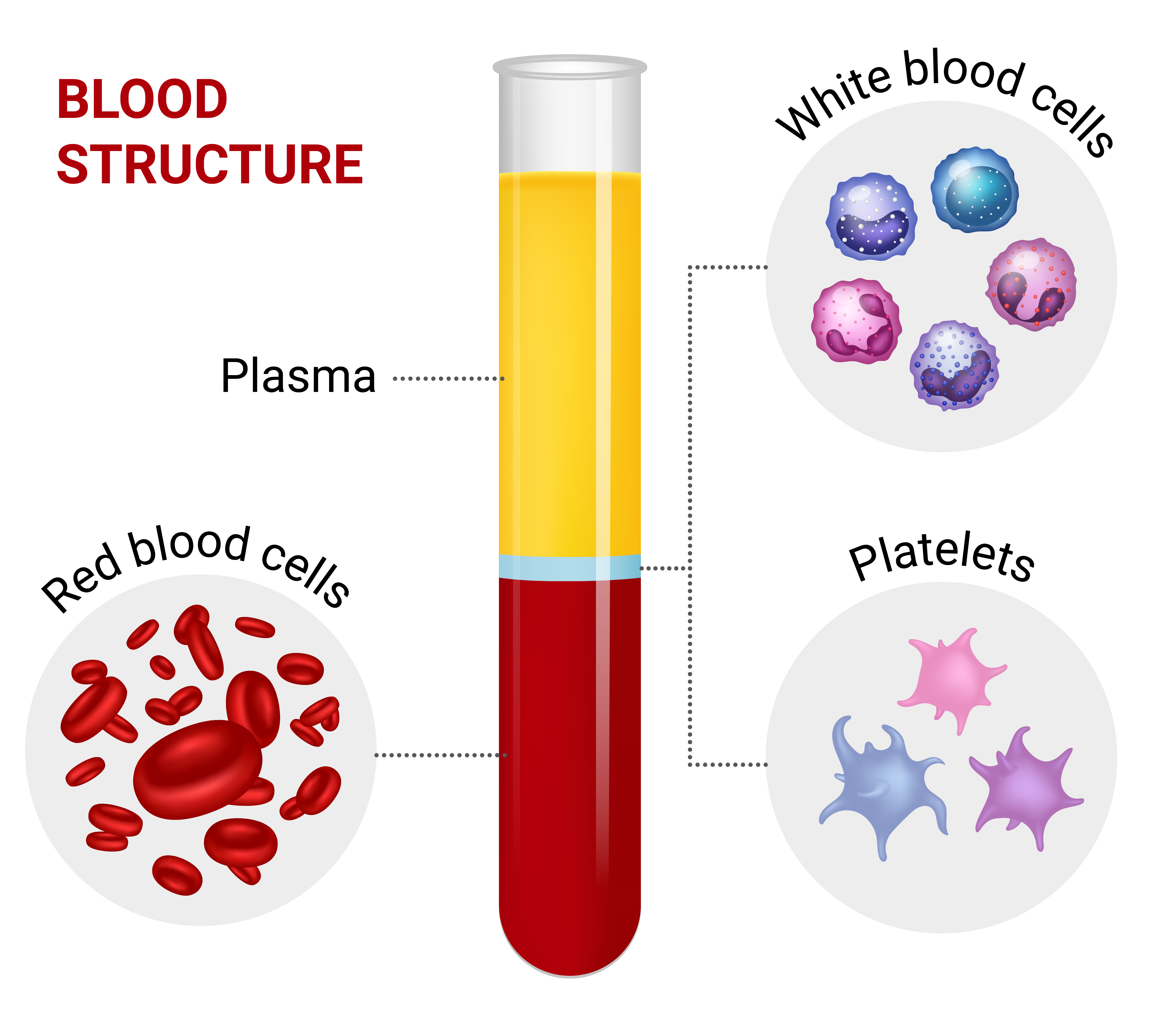 Red blood cells clumped together in an agglutination reaction.