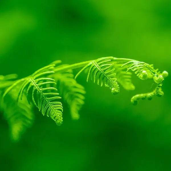 Green Shades