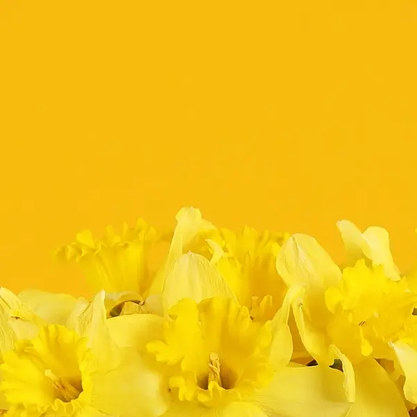 Yellow Shades